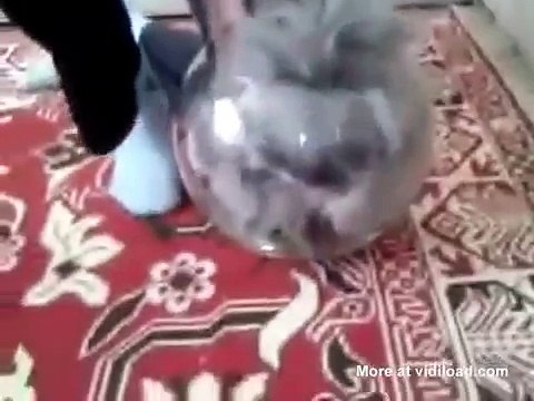 Sie versuchte ihre Katze zu retten , die im Fischglas gefangen war, aber dann ... Schau es dir bis zum Schluss an!