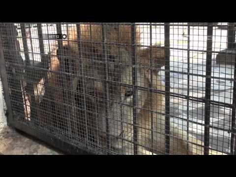 Objek wisata Taman Satwa di Garut kebanjiran pengunjung jelang liburan - NET12