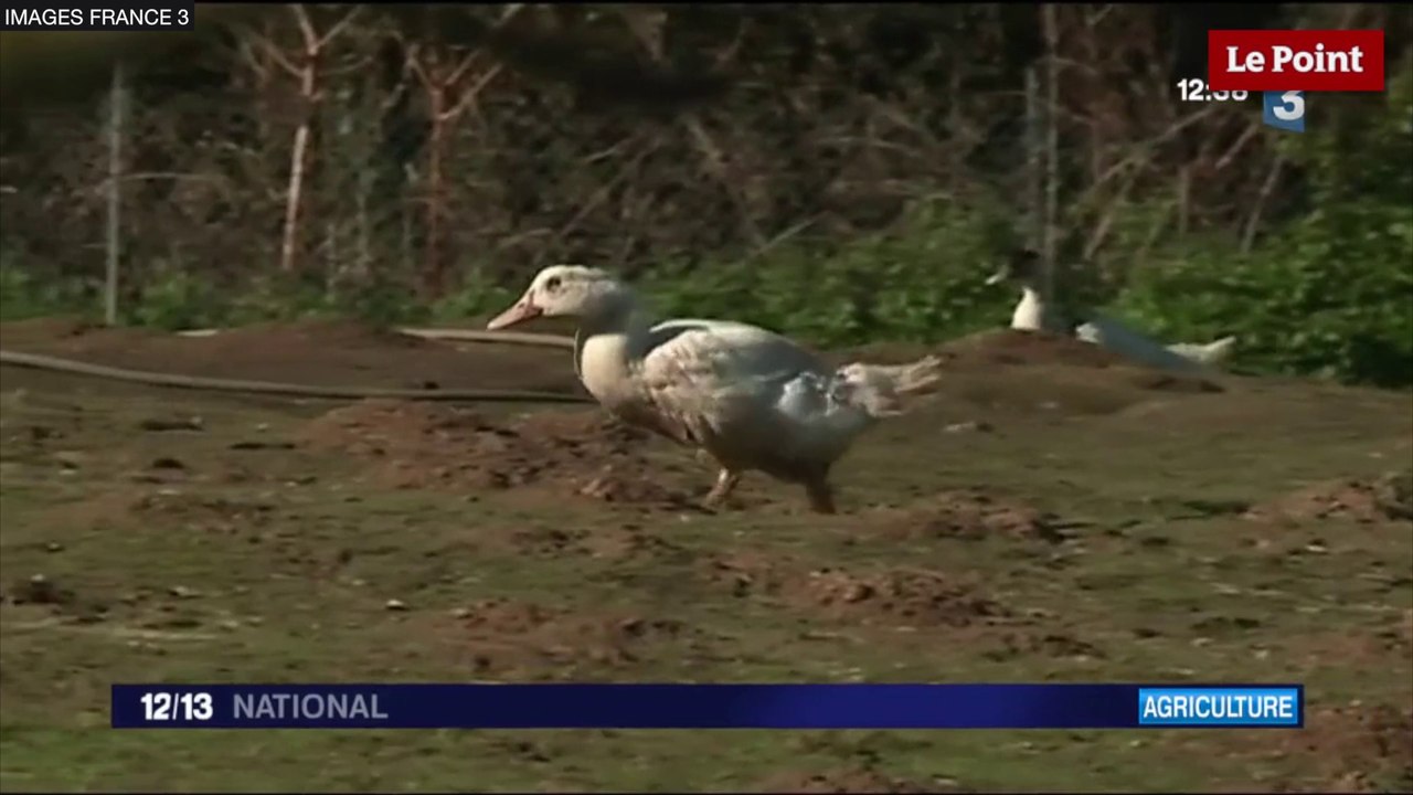 Grippe aviaire : où en est-on ?