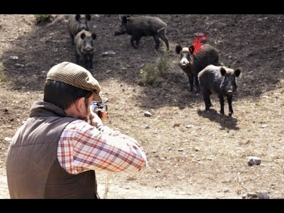 Chasse de sangliers géants - TOP 10 tirs