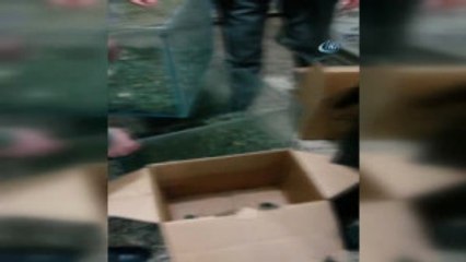 İstanbul - Özel) Kaçak Kaplumbağalar Yeni Yuvalarına Böyle Götürüldü