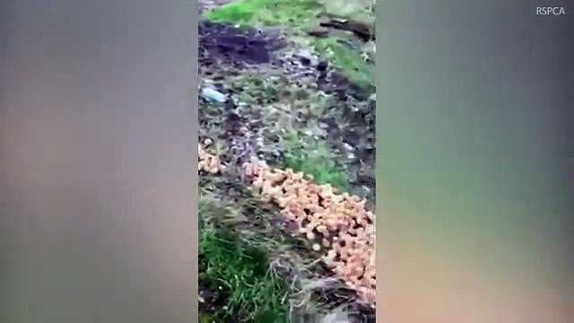 1000 poussins d'un jour abandonnés et laissés pour morts dans un champ