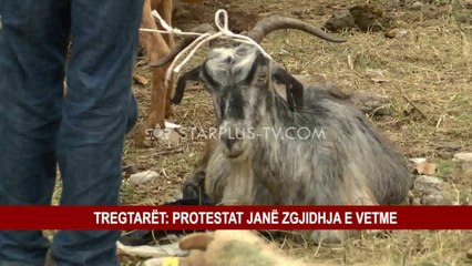 FESTA E KURBAN BAJRAMIT, BAGËTITË SHITEN NË RRUGË