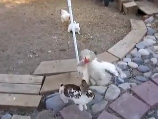 horozlar ve tavşanlar birbirine girdi kavgaya bak