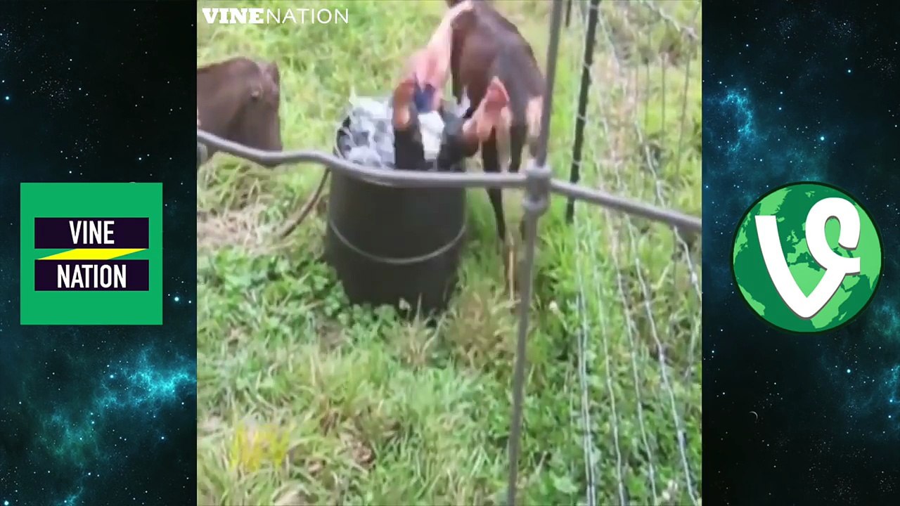 FUNNY ANIMAL COMPLICATION