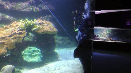 Dans les coulisses de l'Aquarium de La Rochelle (1)