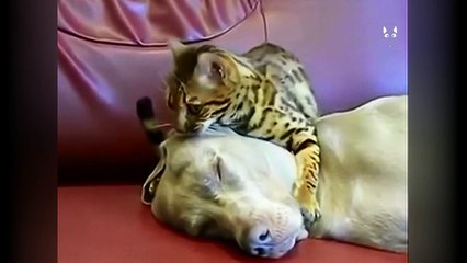 Le chat qui masse le visage de son ami le chien