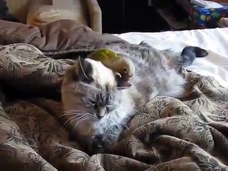 Un perroquet masse l'oreille d'un chat