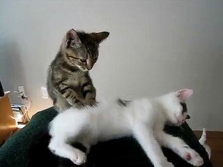 Massage entre chats