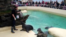 Biarritz : les enfants assistent au nourrissage des phoques à l'Aquarium
