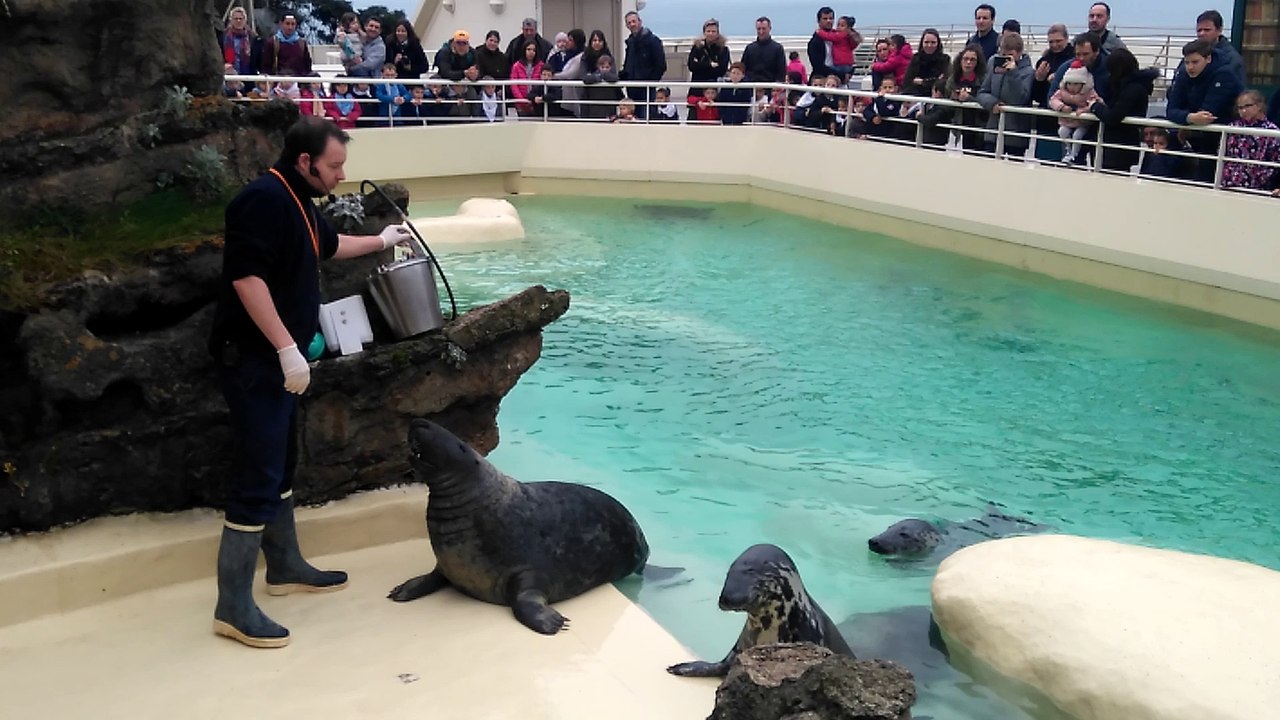 Biarritz : les enfants assistent au nourrissage des phoques à l'Aquarium