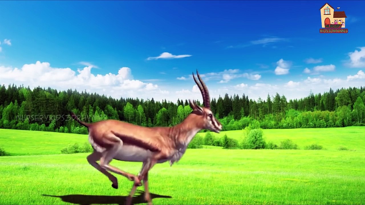 Sheep & Goat Finger Family Nursery Rhymes | Cartoon Kids Song For Children Rhymes
