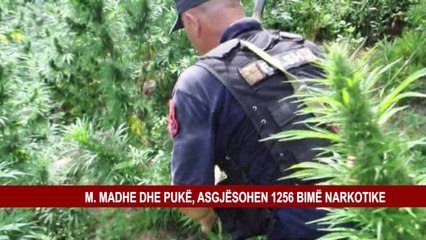M.E MADHE DHE PUKË, ASGJËSOHEN 1256 BIMË NARKOTIKE