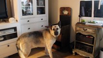 Special needs German Shepard eats in custom chair