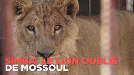 Simba, le lion abandonné de la guerre de Mossoul