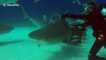 Diver clips GoPro to tiger shark, these are the results