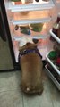Bulldog opens refrigerator to claim his dog food