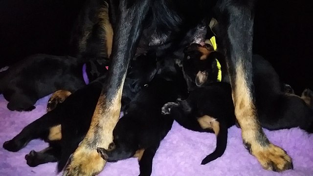 Chiots Beaucerons des Ganches de la Loire