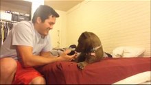 Découvrez la réaction incroyable de ce chien lorsqu’on lui présente son nouvel ami !