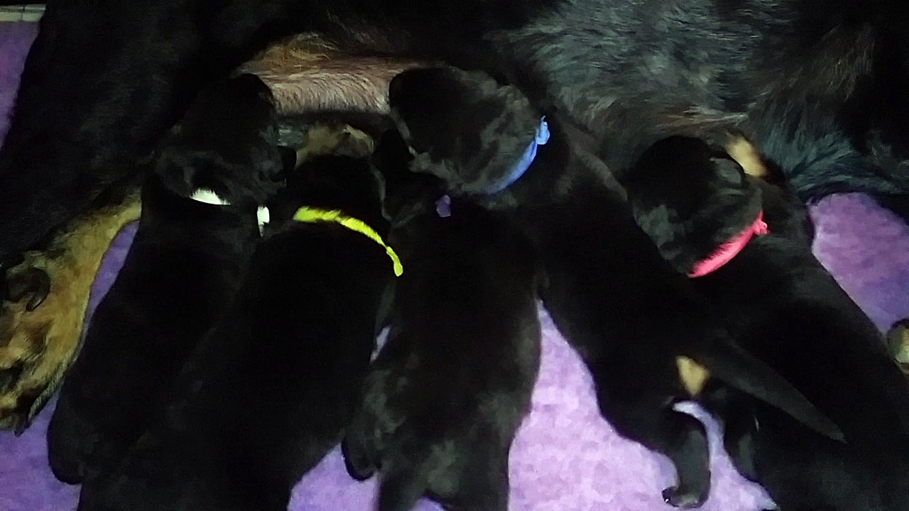 Chiots Beaucerons des Ganches de la Loire