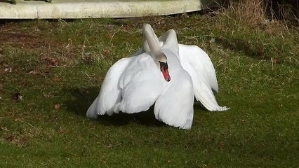 Extreme quarrel between swan and geese