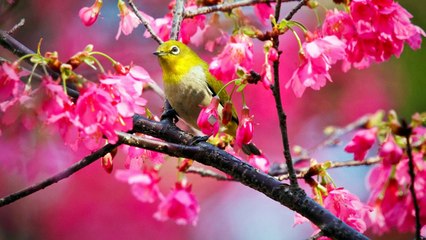 ✿. •.¸¸❤Je Vous souhaite Une Bonne Journée✿. •.¸¸❤