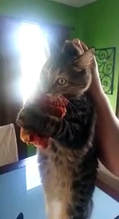 Ce chat ne lâche pas la pizza !