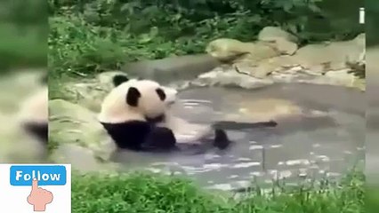 Pandas Doing Funny Things" Best funny video  2017