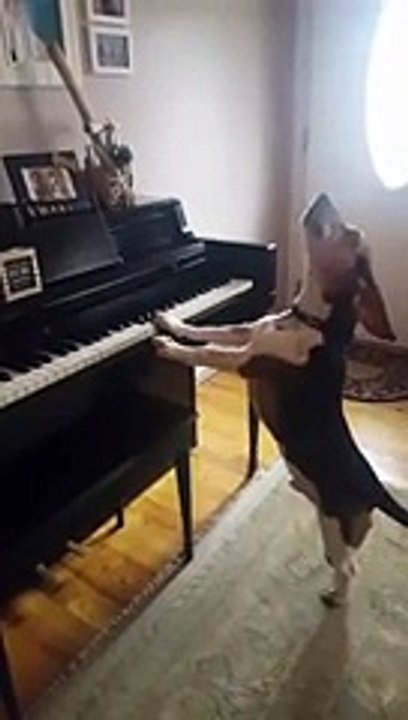 Spectaculaire ! Ce chien se prend pour un musicien, regardez