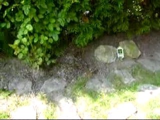 jeux de chien et chat