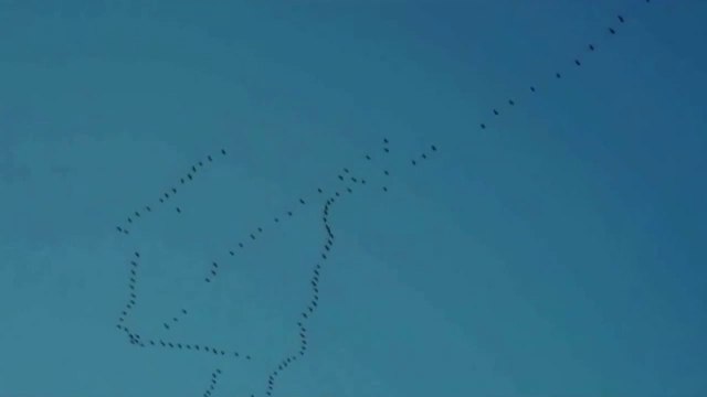 ORNIBA - Zaštita ptica - Bosna i Hercegovina, Crna Gora