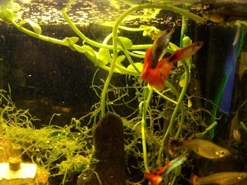 Los peisses de l'ostal