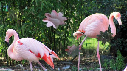 Parc zoologique de Fort-Mardyck "Dunkerque grand littoral"