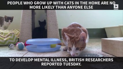Crazy cat lady no more: cats don't cause mental illness, study finds