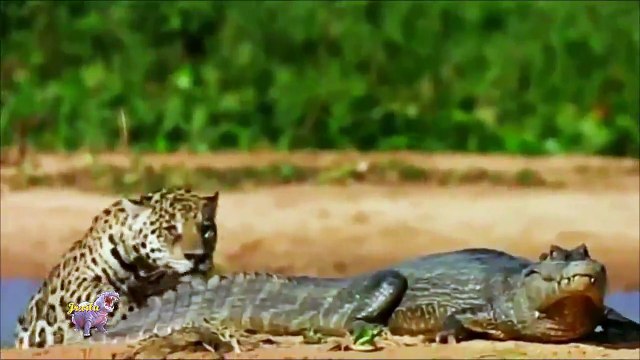 Incríveis Ataques de animais selvagens 125, Batalha de animais selvagens, Batalha animal, curiosidade animal, Animais s