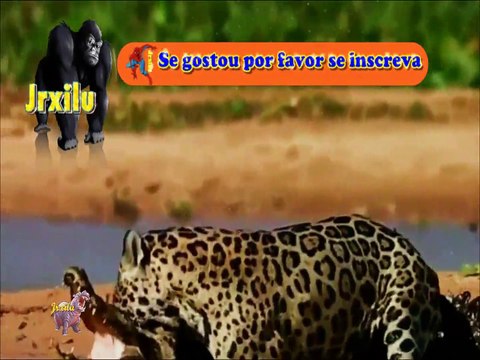 Incríveis Ataques de animais selvagens 781, Batalha de animais selvagens, Batalha animal, curiosidade animal, Animais s