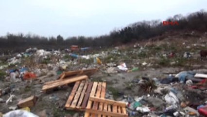 Bartın Çöplükte Yaşayan Sokak Köpekleri Için Barınak Yaptılar