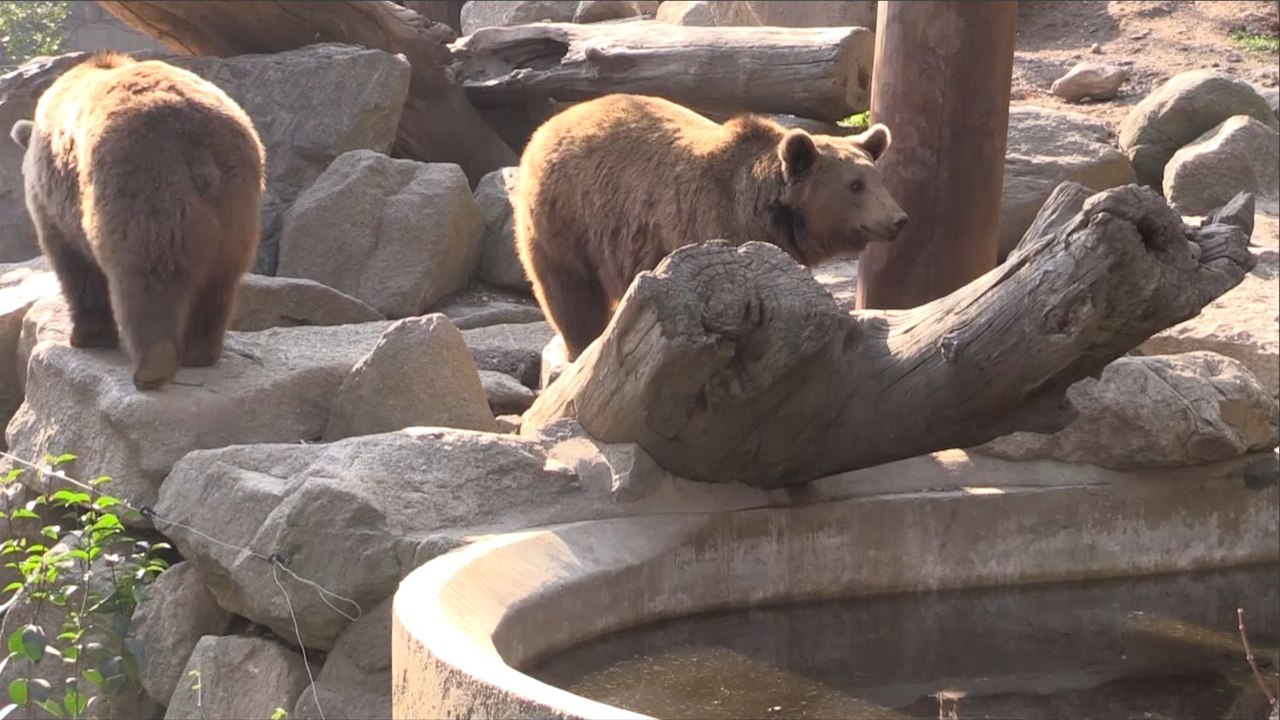 Argelès-Gazost (65) : Dans les coulisses du Parc animalier des Pyrénées
