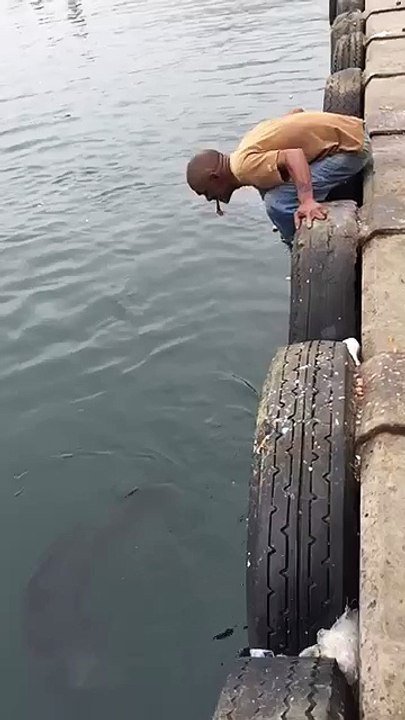 Friendly Seal