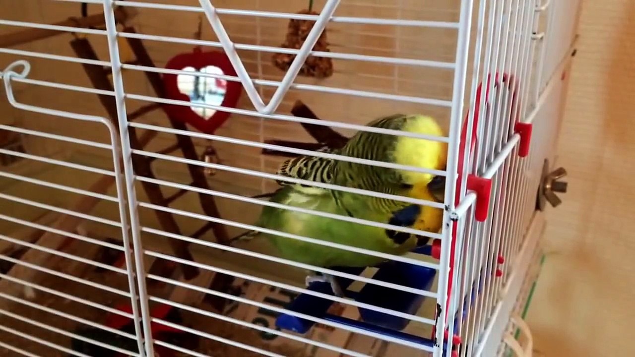 Budgie mating with a mirror