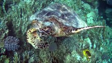Snorkelen Schildpad Huisrif
