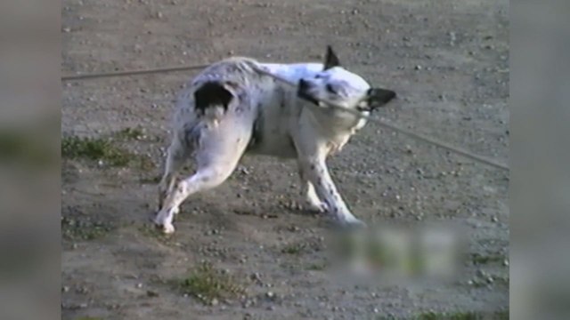 Dog Scratches His Back Like A Pro