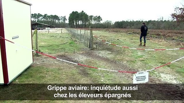 Grippe aviaire: inquiétude aussi chez les éleveurs épargnés
