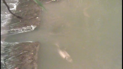 Saint-Brieuc. Quand les saumons frayent dans le Gouët