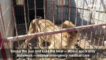 Saving Simba and Lula, last two survivors of Mosul zoo