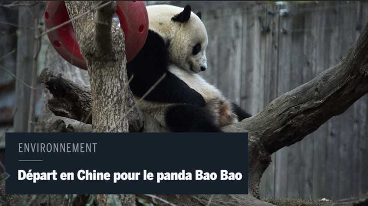 Le panda vedette Bao Bao quitte les États-Unis à bord d’un avion-cargo spécialement affrété