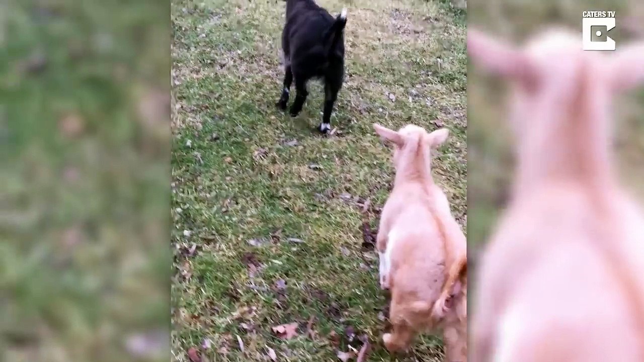 Une chèvre myotonique saute sur une balancelle