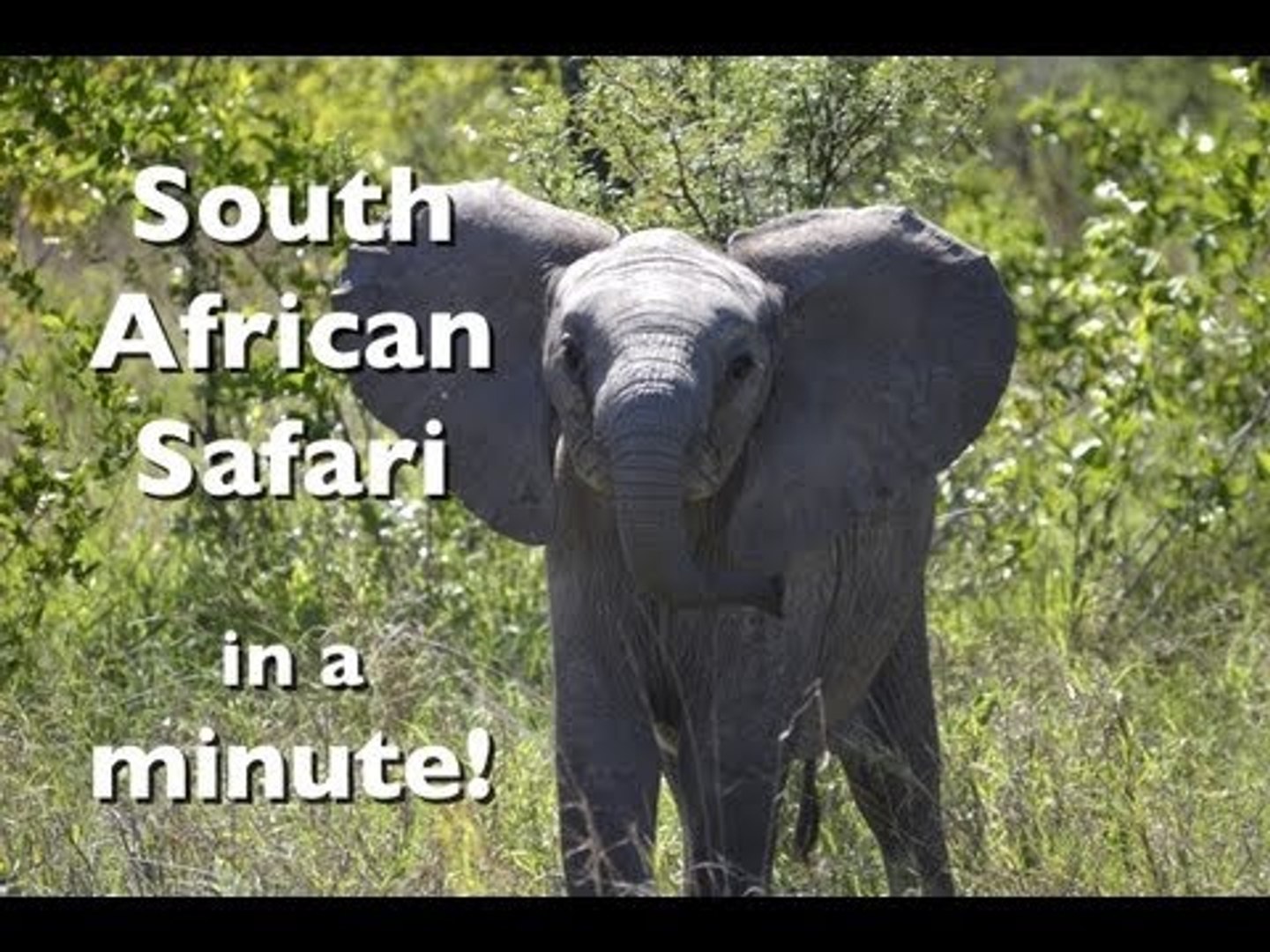 ⁣South African Safari in a Minute