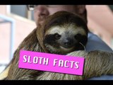 Sloth Facts! Cute, Adorable and Fascinating Information!