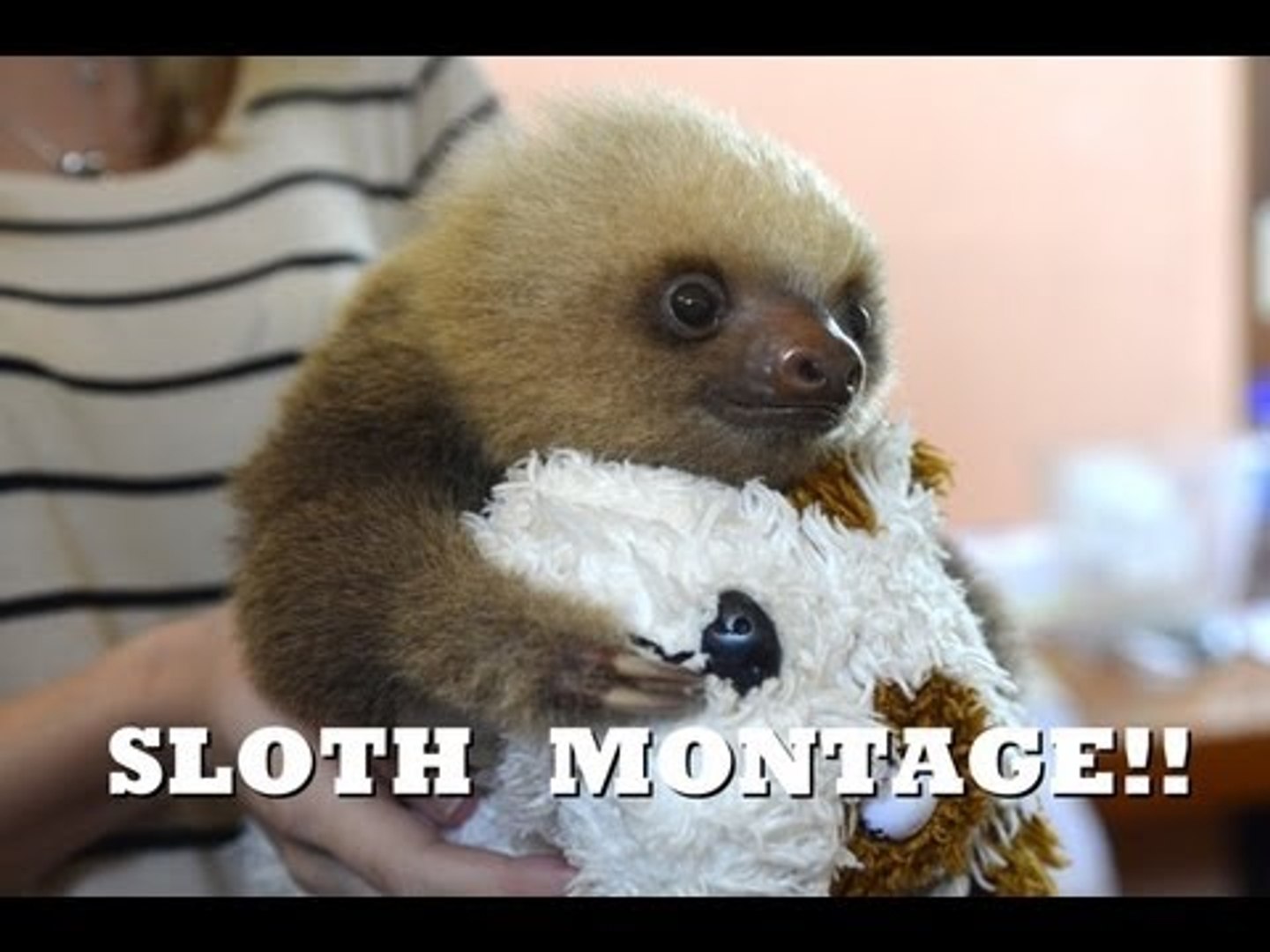 SLOTH MONTAGE! Funny, cute and adorable!